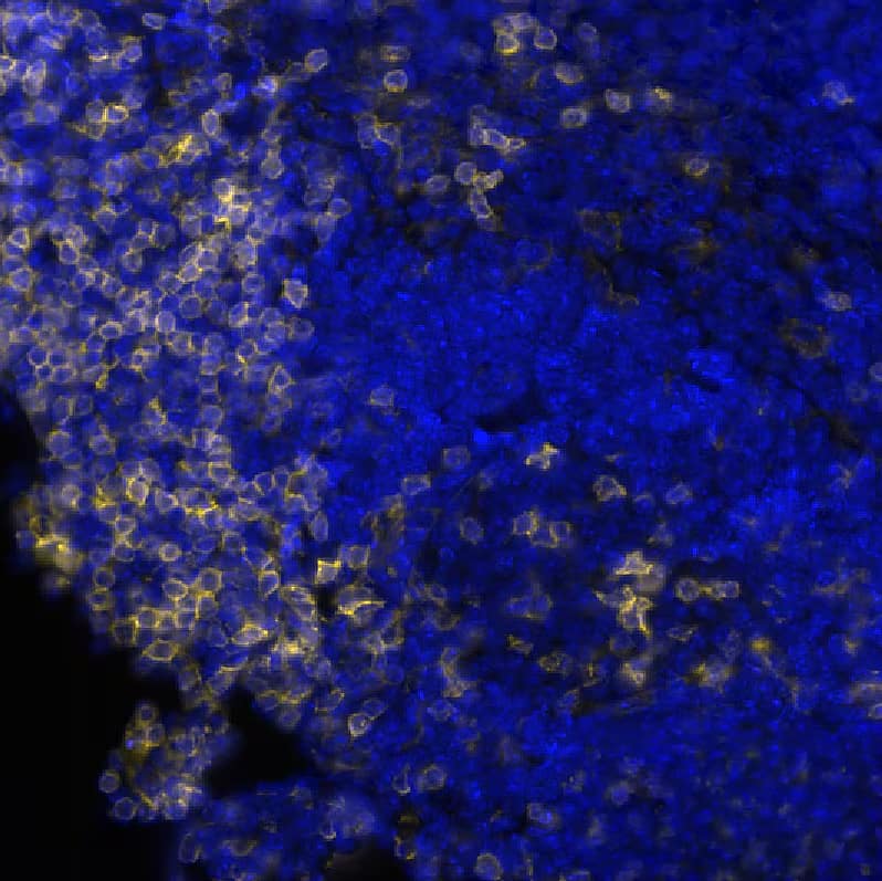 CD4 Antibody (BLR167J) Detection of CD4 in Mouse Spleen via seqIF™ staining on COMET™